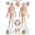 Erler Zimmer Anatomical Chart "Acupuncture", Different Sizes