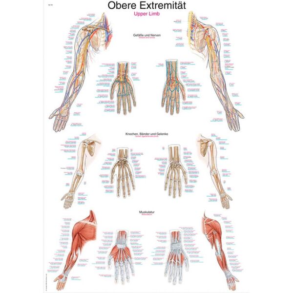 Erler Zimmer Anatomical Chart "Upper Limb", Different Sizes