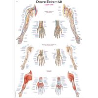 Erler Zimmer Anatomical Chart "Upper Limb",...