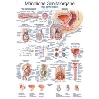 Erler Zimmer Anatomical Chart "Mail Genital...