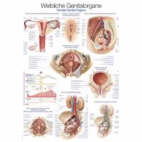 Erler Zimmer Anatomical Chart "Female Genital...
