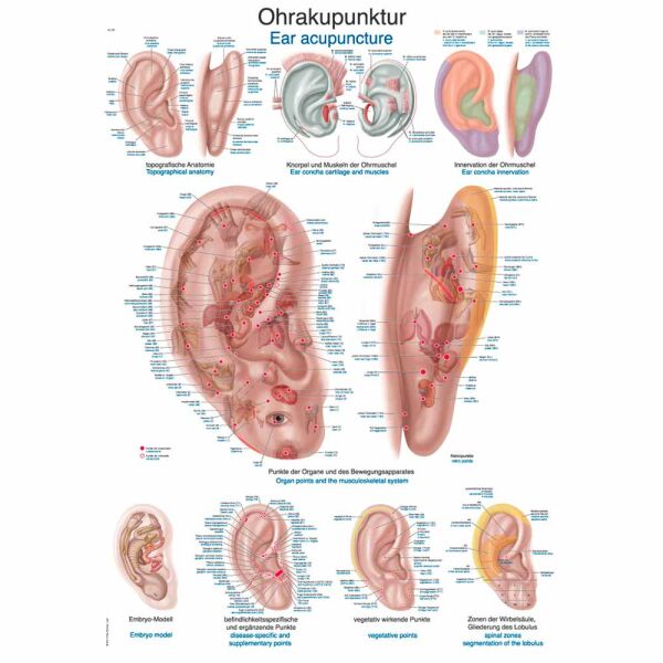 Erler Zimmer Anatomical Chart "Ear Acupuncture", Different Sizes