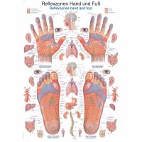 Erler Zimmer Anat. Chart "Reflexzones Hand and...