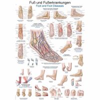 Erler Zimmer Anat. Chart "Foot and...