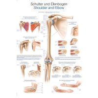 Erler Zimmer Anat. Chart "Shoulder and Elbow",...