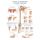 Erler Zimmer Anat. Chart "Shoulder and Elbow", Different Sizes