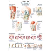 Erler Zimmer Anat. Chart "The Knee", Different...