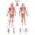 Erler Zimmer Anatomical Chart "Trigger Points", Different Sizes