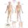 Erler Zimmer Anatomical Chart "Dermatomes", Different Sizes