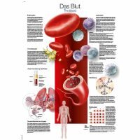 Erler Zimmer Anatomical Chart "The Blood",...