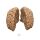 Erler Zimmer Human Brain, Actual Cast, 2 Variants