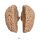 Erler Zimmer Human Brain, Actual Cast, 2 Variants